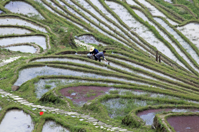 2017-04-11_171450 china-2017.jpg - Longsheng - Pingan - Reisterassen